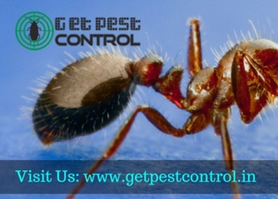 Simple Ways to Get Rid Of Ants At Home