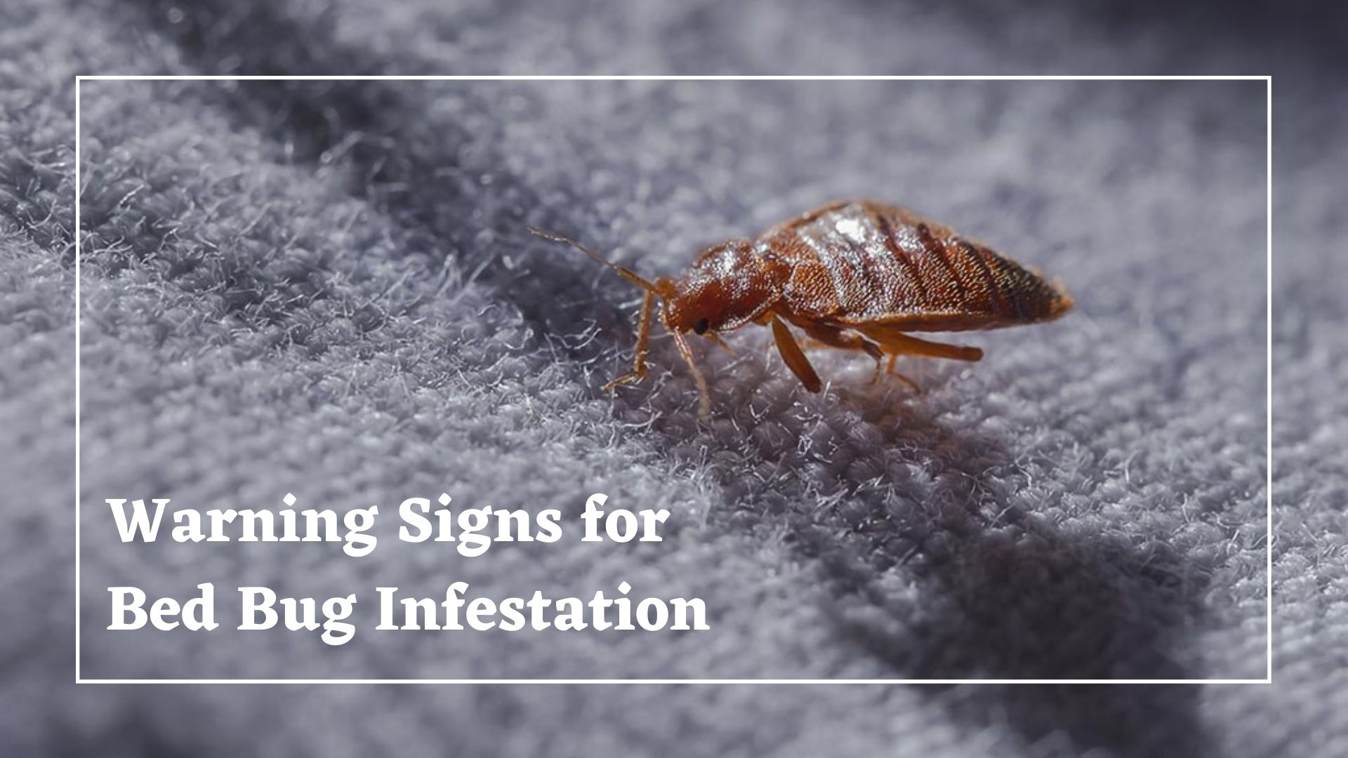 Warning Signs for Bed Bug Infestation