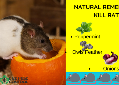 How to Get Rid of Rats Using Natural Rat Repellents?