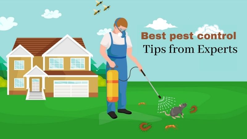 Best Pest Control Tips From Experts