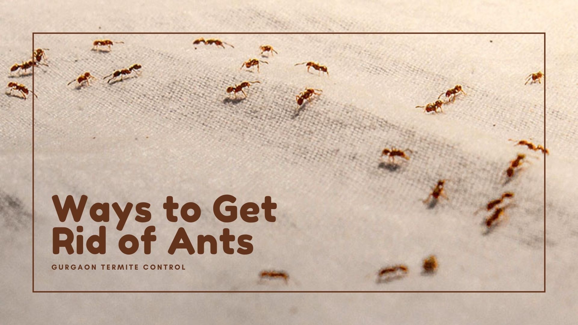Ways to Get Rid of Ants Without Toxic Chemicals