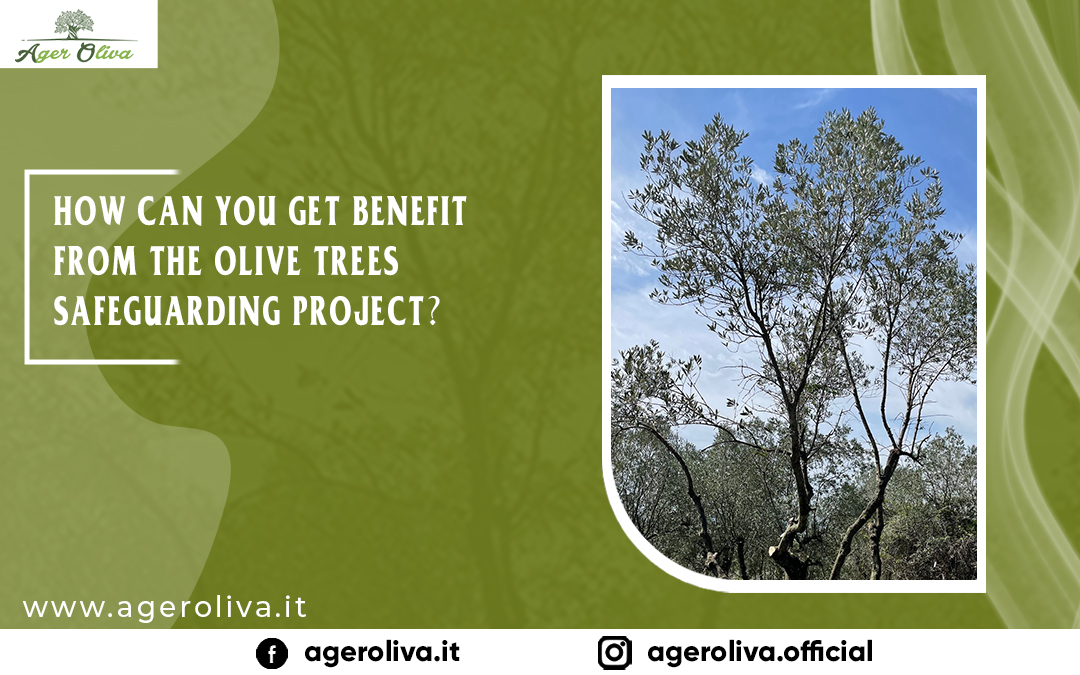 How Can You Get Benefit From The Olive TreesSafeguarding Project?