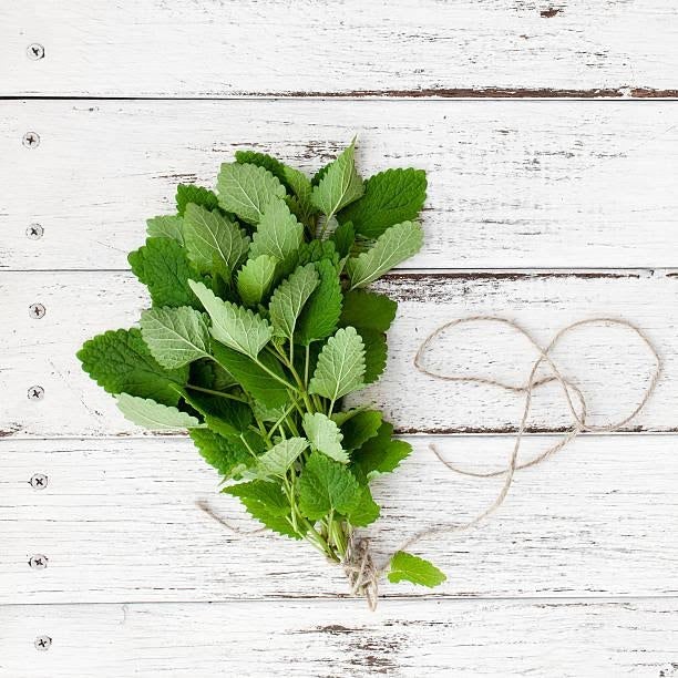 How to Grow Lemon Balm?