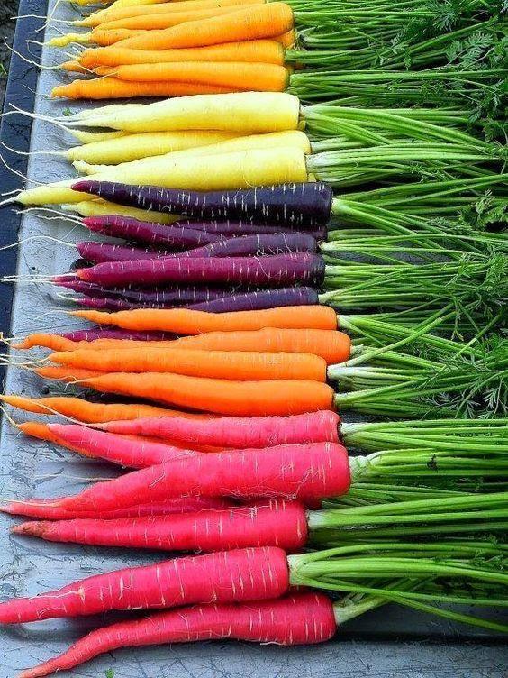 How  to Grow Vegetables in Winter?