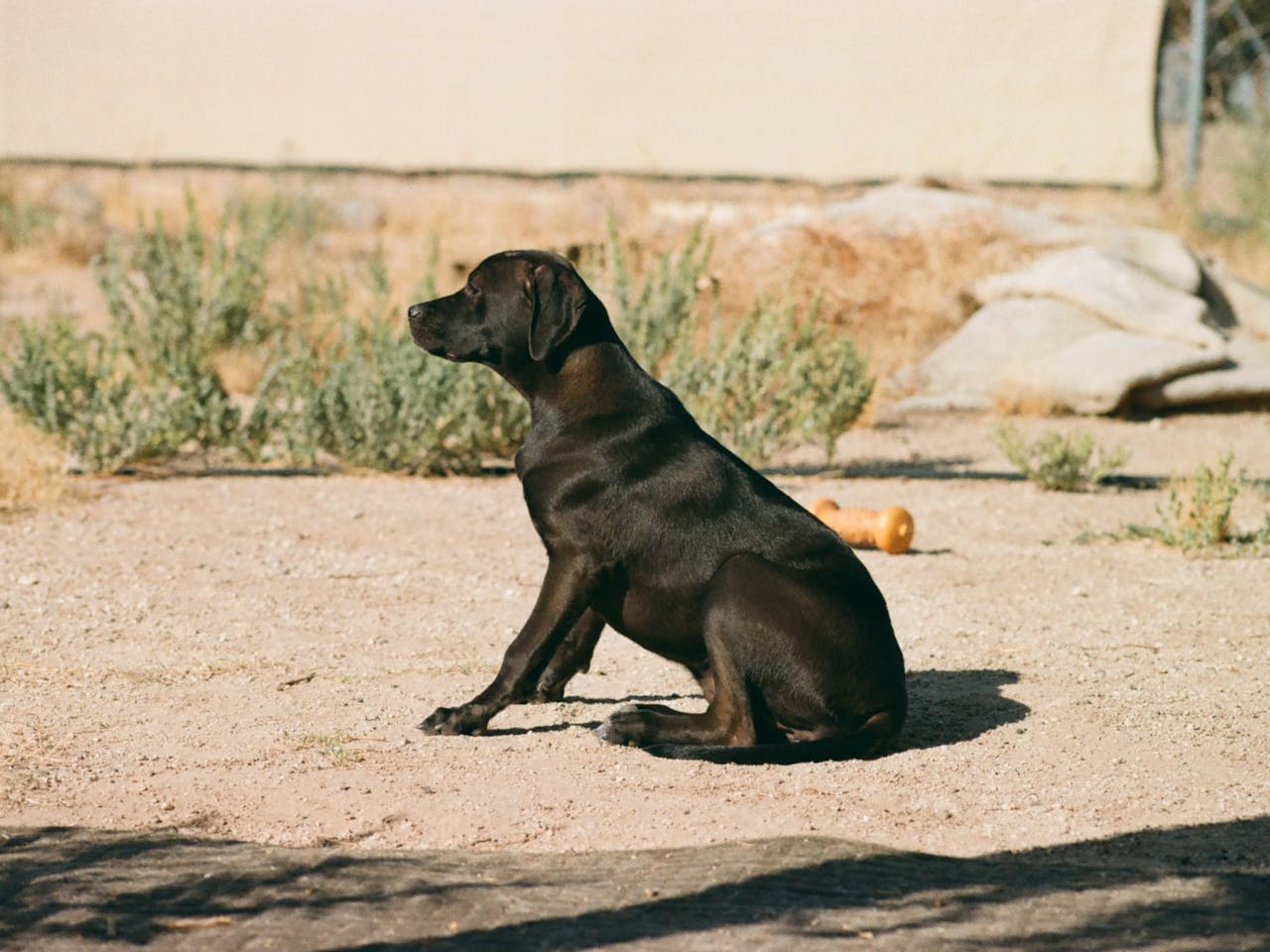 Arizona Dog Bite Laws: What To Do After a Dog Attack in Buckeye & West Phoenix