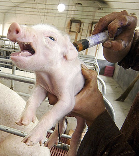 Classical Swine Fever Vaccines Market Report 2021 | Global Industry Trends, Forecasts and Opportunity Assessment Till 2026