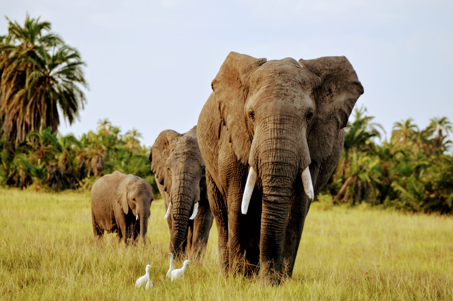 Popular East Africa safaris for incomparable wildlife treat better than envisioned