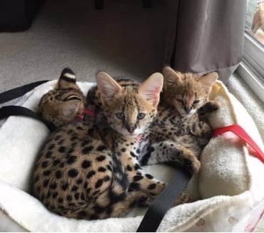 f1 Savannah kittens for sale