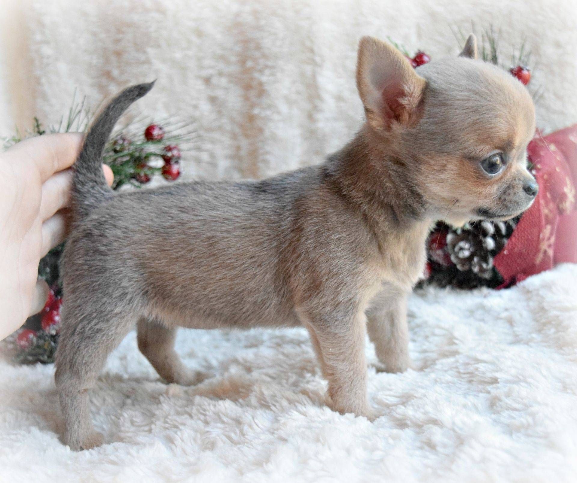 Dogs for Sale - Where to Buy One?