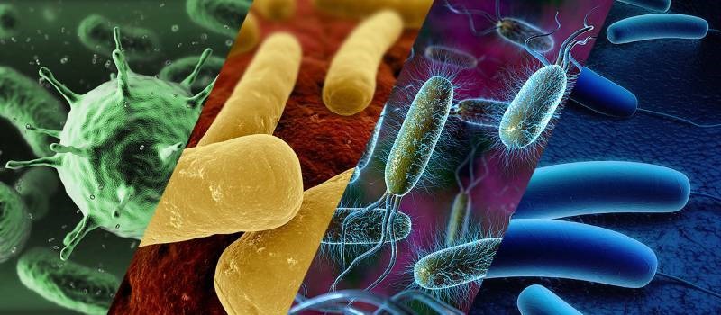 CD Genomics Perspective: DNA-Based Technologies for Detection of Foodborne Microorganisms