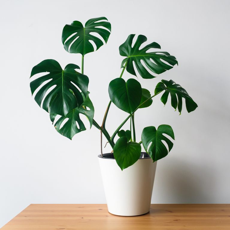 Bathroom Plants: 15 Best Houseplants For Your Bathroom