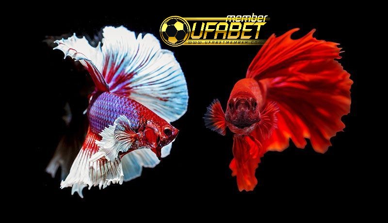 เกมส์ยิงปลาออนไลน์ได้เงินจริง