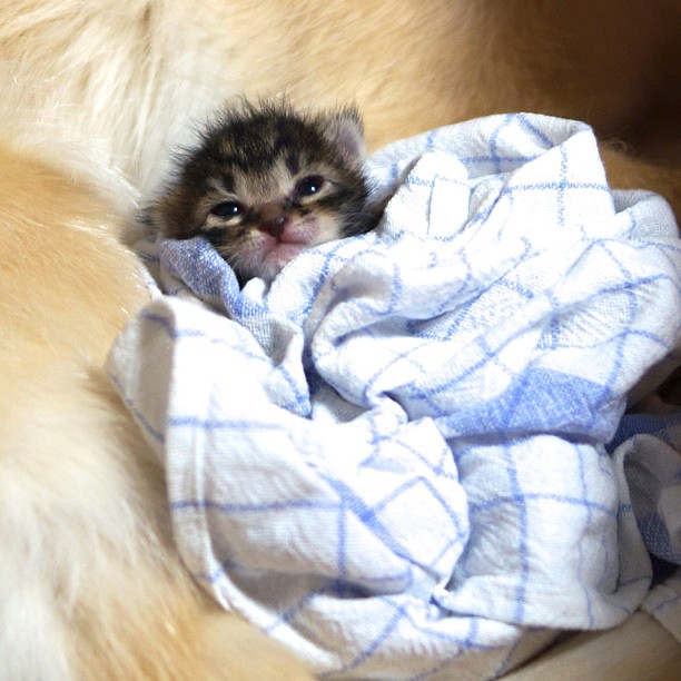 Gentle Golden Retriever Adopts An Adorable Orphaned Kitten Rejected By Her Mother