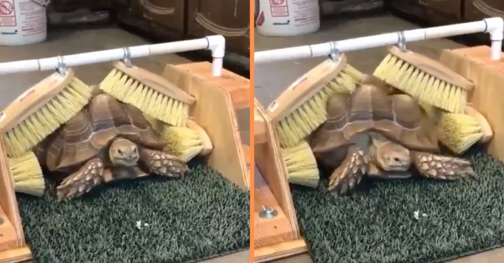 Tortoise Loves To Feel Her Shell Scratched So A Volunteer Make It Happen