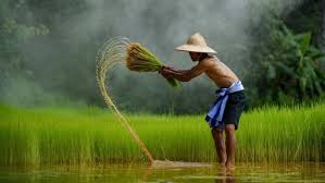Small Brown Planthopper All Phases of Rice