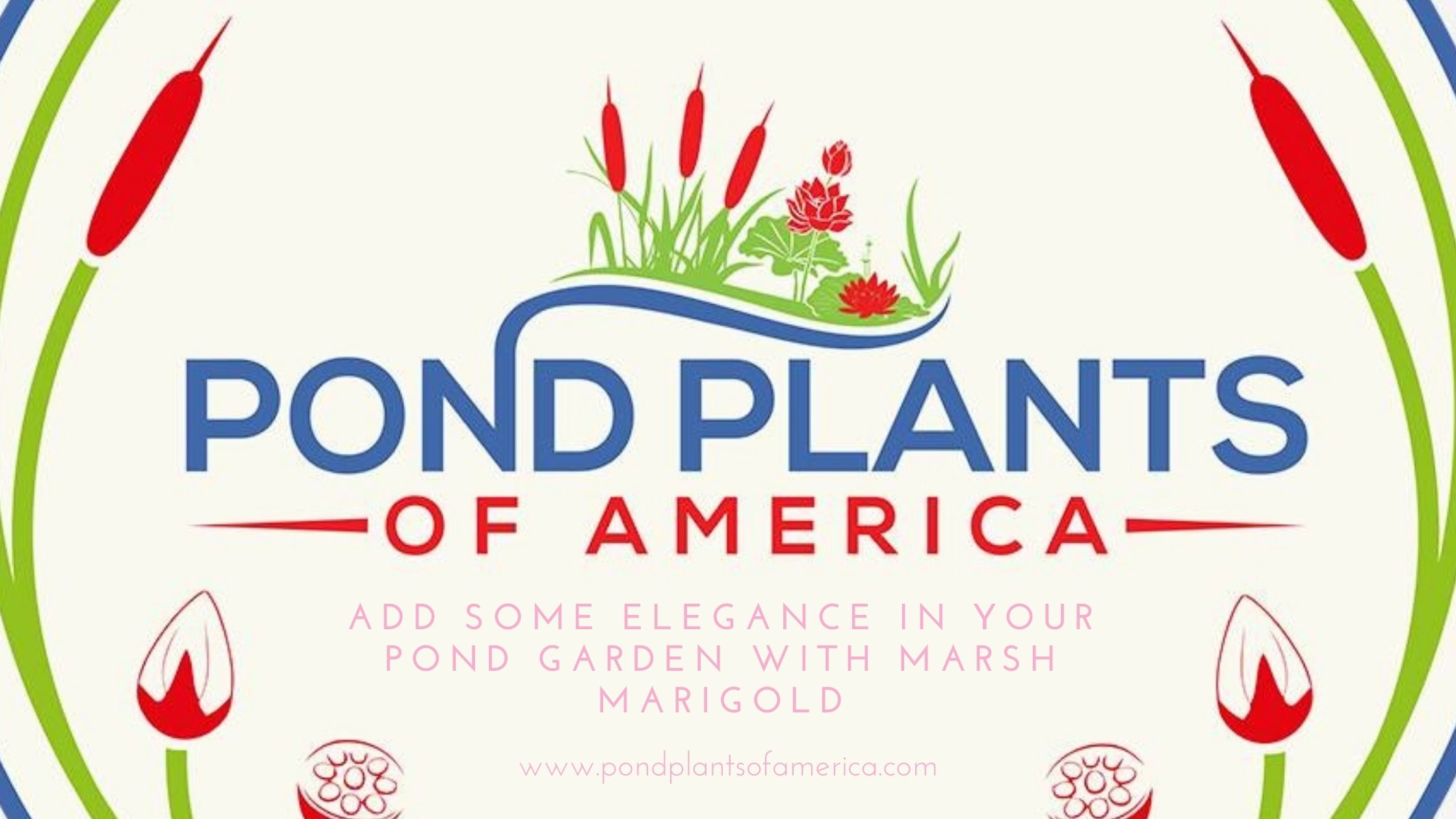 Add Some Elegance in Your Pond Garden with Marsh Marigold