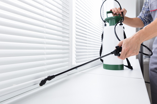 Is Your Home in Need of Pest Treatment Immediately?