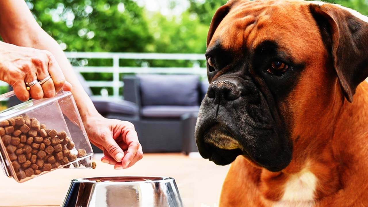 Best dry dog food for boxers