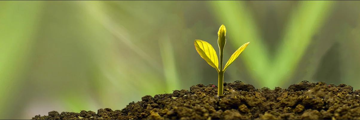Finding The Right Cannabis Supplement Can Make All The Difference?
