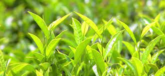 Agricultural Inoculants Market 2021 Major Key Players and Industry Analysis Till 2027