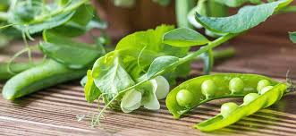 Pea Protein Market Size, Status, Growth | Industry Analysis Report 2020-2027