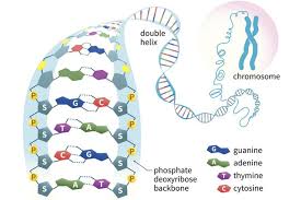 Functional Acids Market Size, Status, Growth | Industry Analysis Report 2020-2027