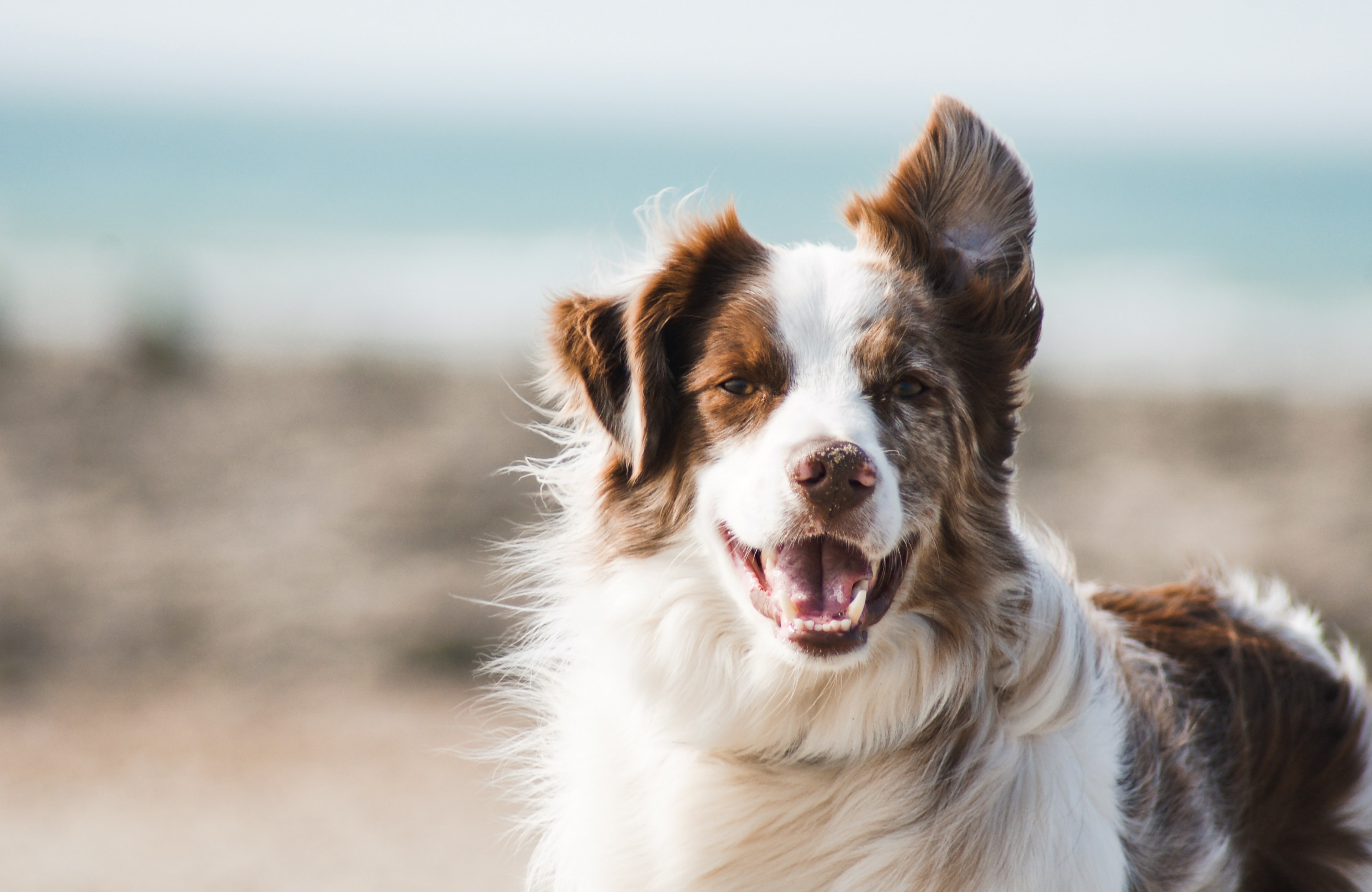 Pet insurance claim management automation solution