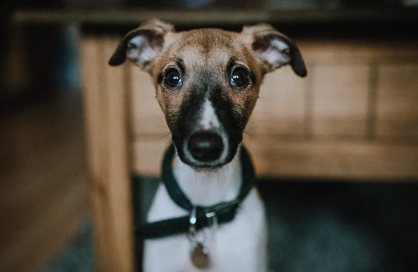 IoT integration to transform pet insurance
