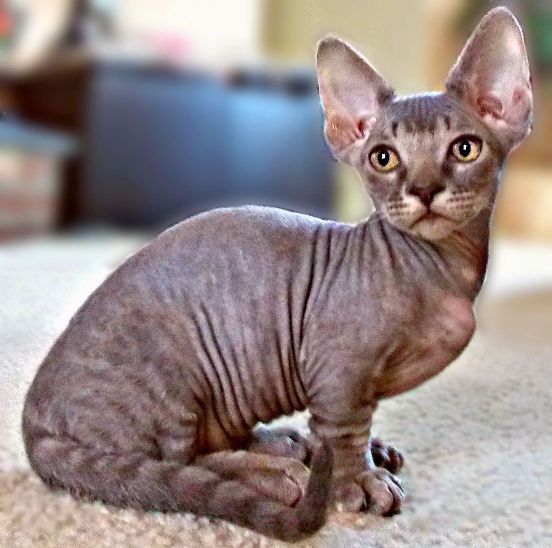 A SHORT HISTORY OF A MINSKIN CAT