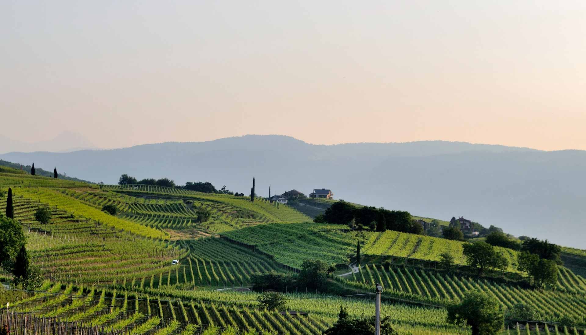 Napa Valley Tours