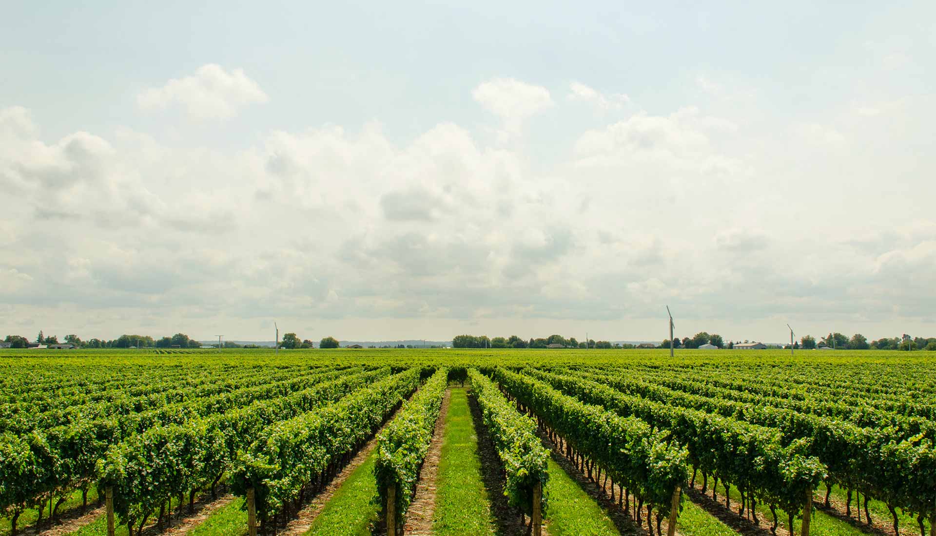 Amazing Napa Valley Transportation | Masterwinetours.com