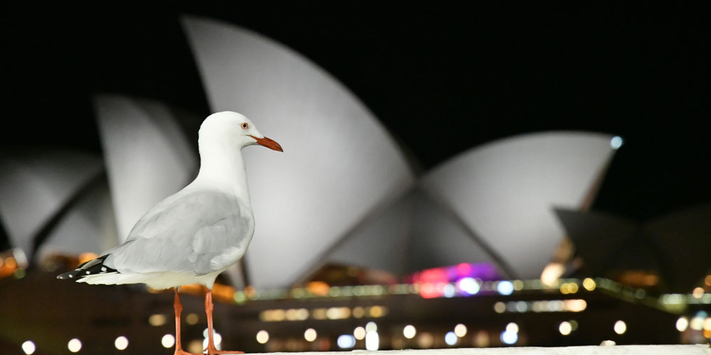 Take Advantage of  Victory Group Australia’s Migration Consultant& Agent