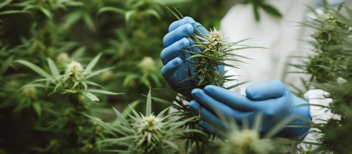 Holding Multiple Cannabis Licenses with Health Canada