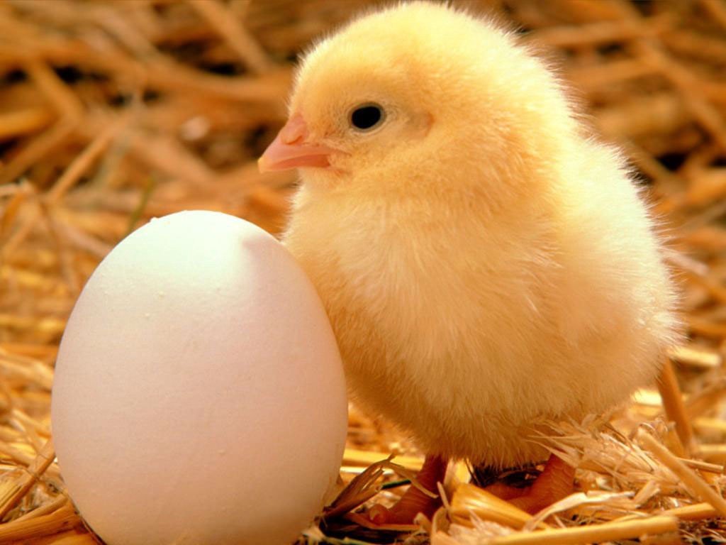 Day Old Pullets Available for Sale Online at Farmpays
