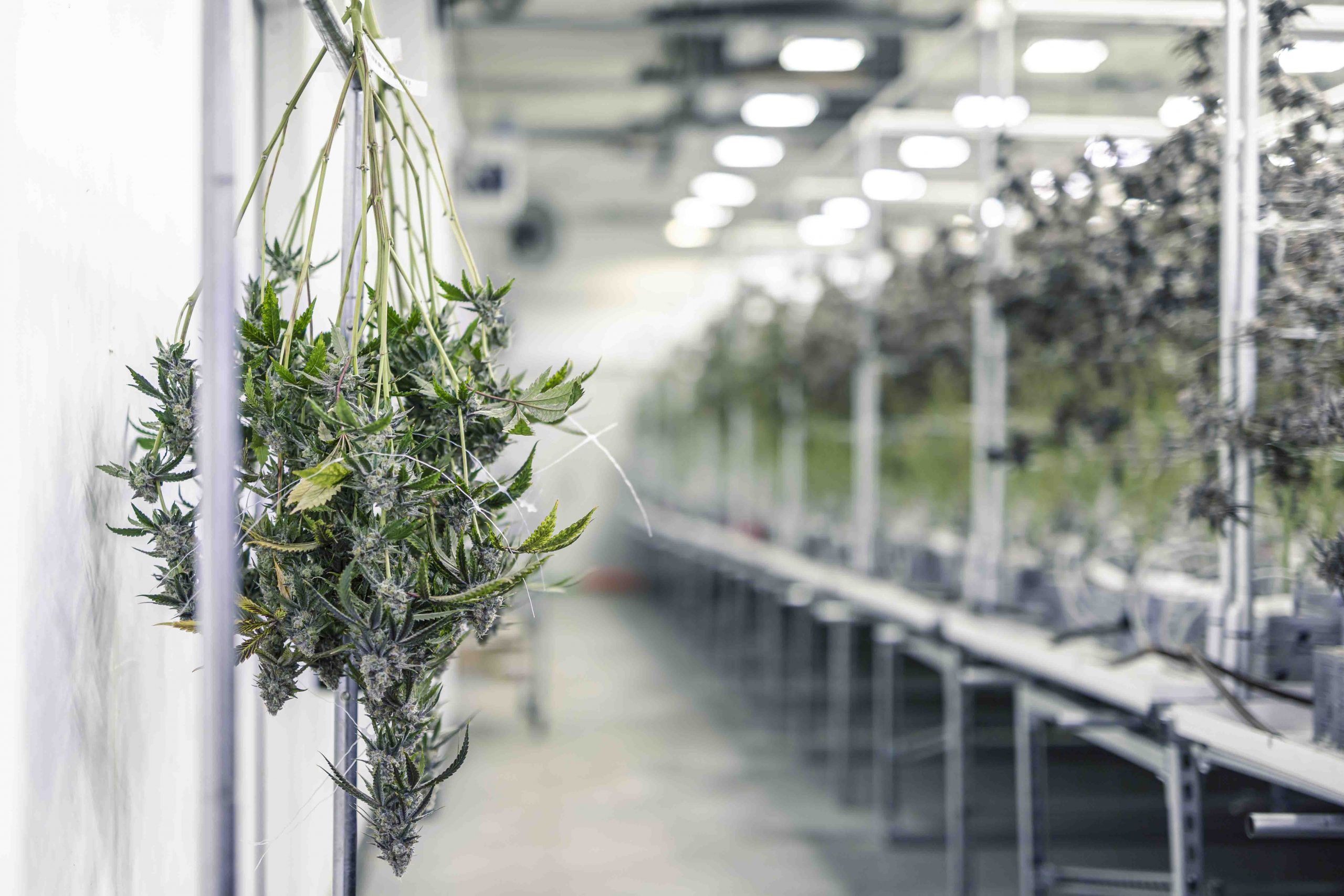 Benefits Of Cultivating Cannabis In A Hydroponics Farm