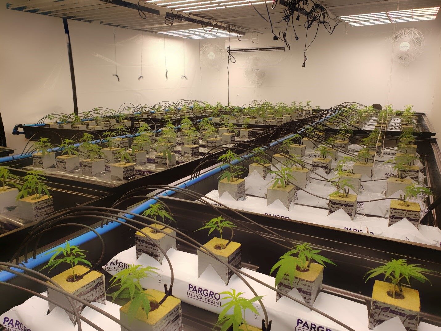 Cannabis Cultivation Facility: Vital Design Considerations To Look Out For
