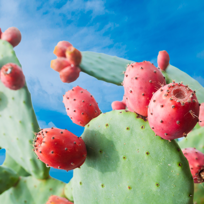 The proper way to use prickly pear oil