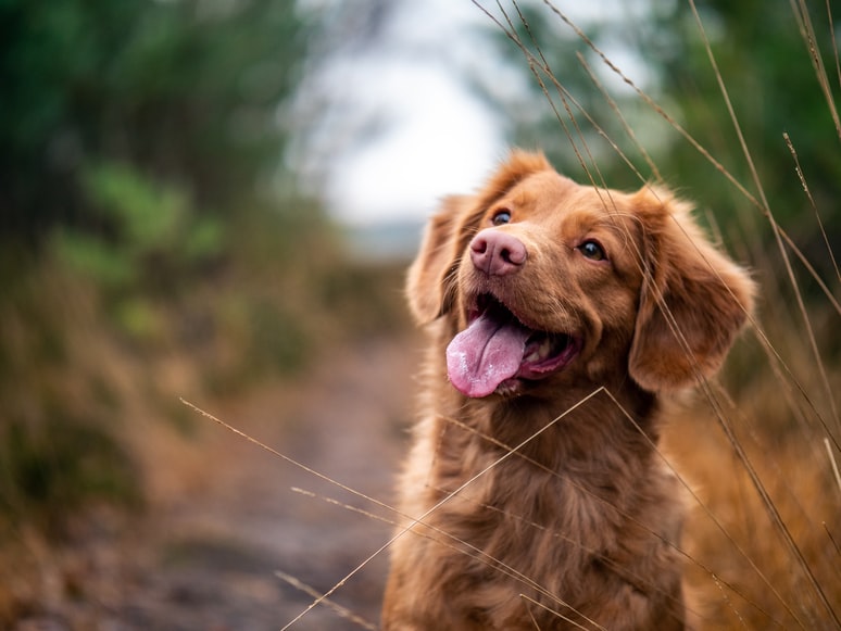 Nutrition Feeding Guidelines for Dog Care