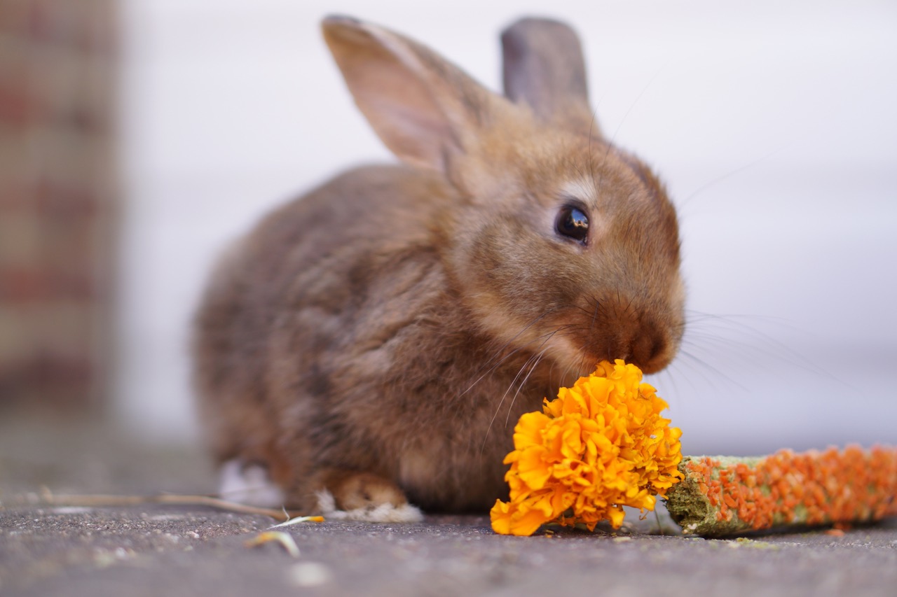 Buy Pet Supplies Online at Fancy Pet Supply