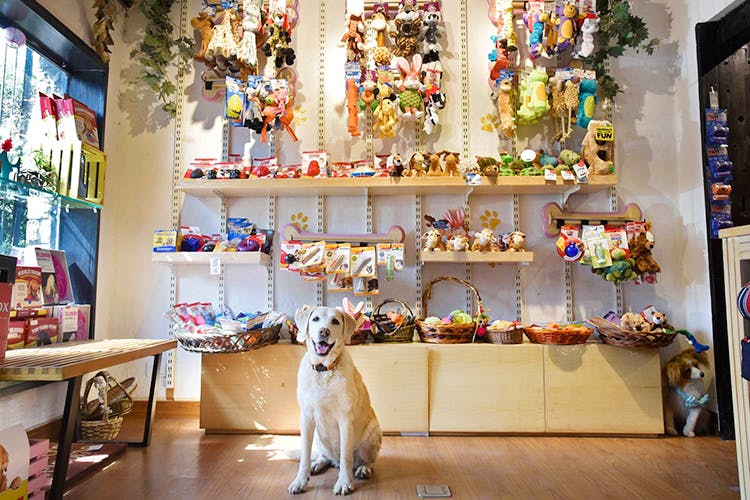 Buy Pet Supply at Our Online Store | Fancy Pet Supply