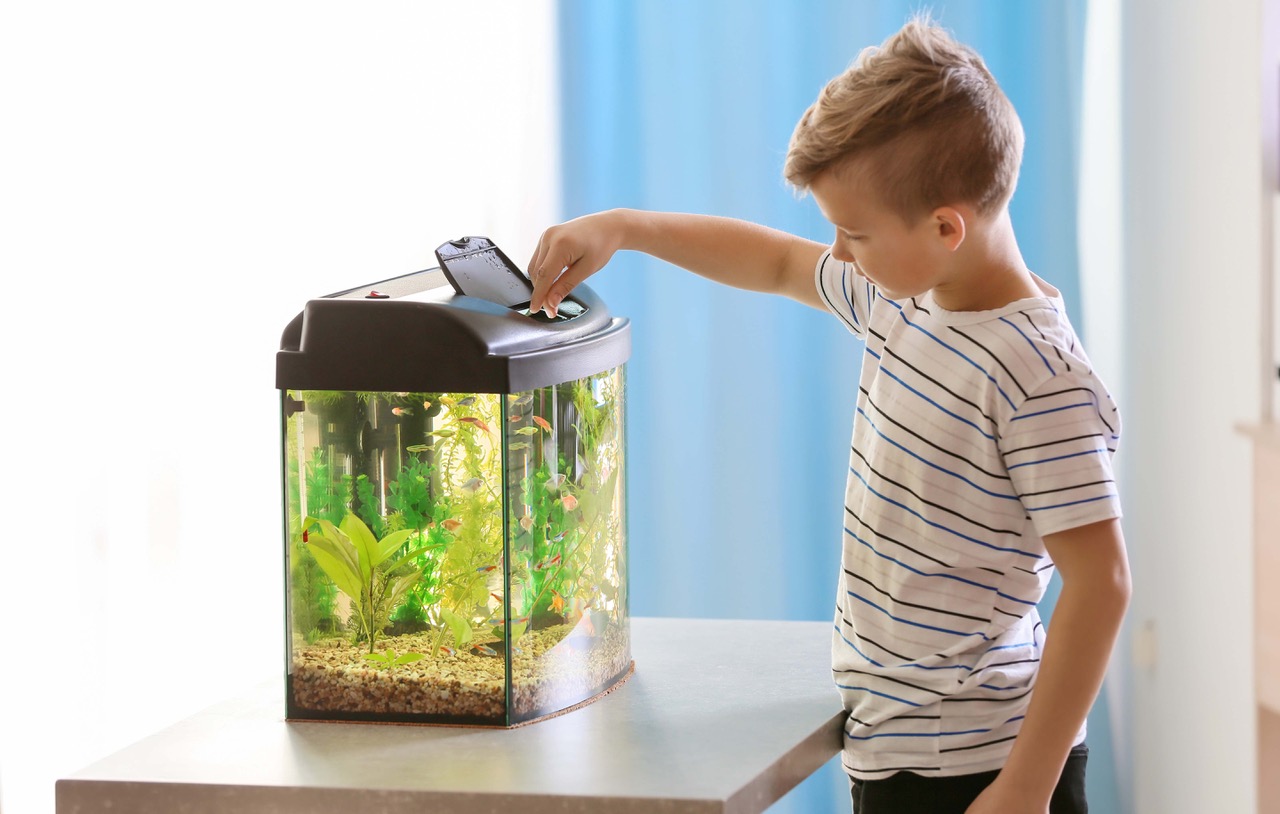 Things You Shouldn’t Miss Out On While Purchasing Fish Supplies