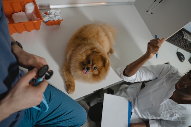 Pawsitively Successful: 5 Best Practices for Managing a Veterinary Practice