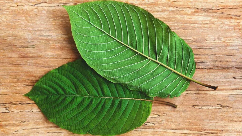 What Is Kratom crushed leaf Tea, and Is It effective for health?
