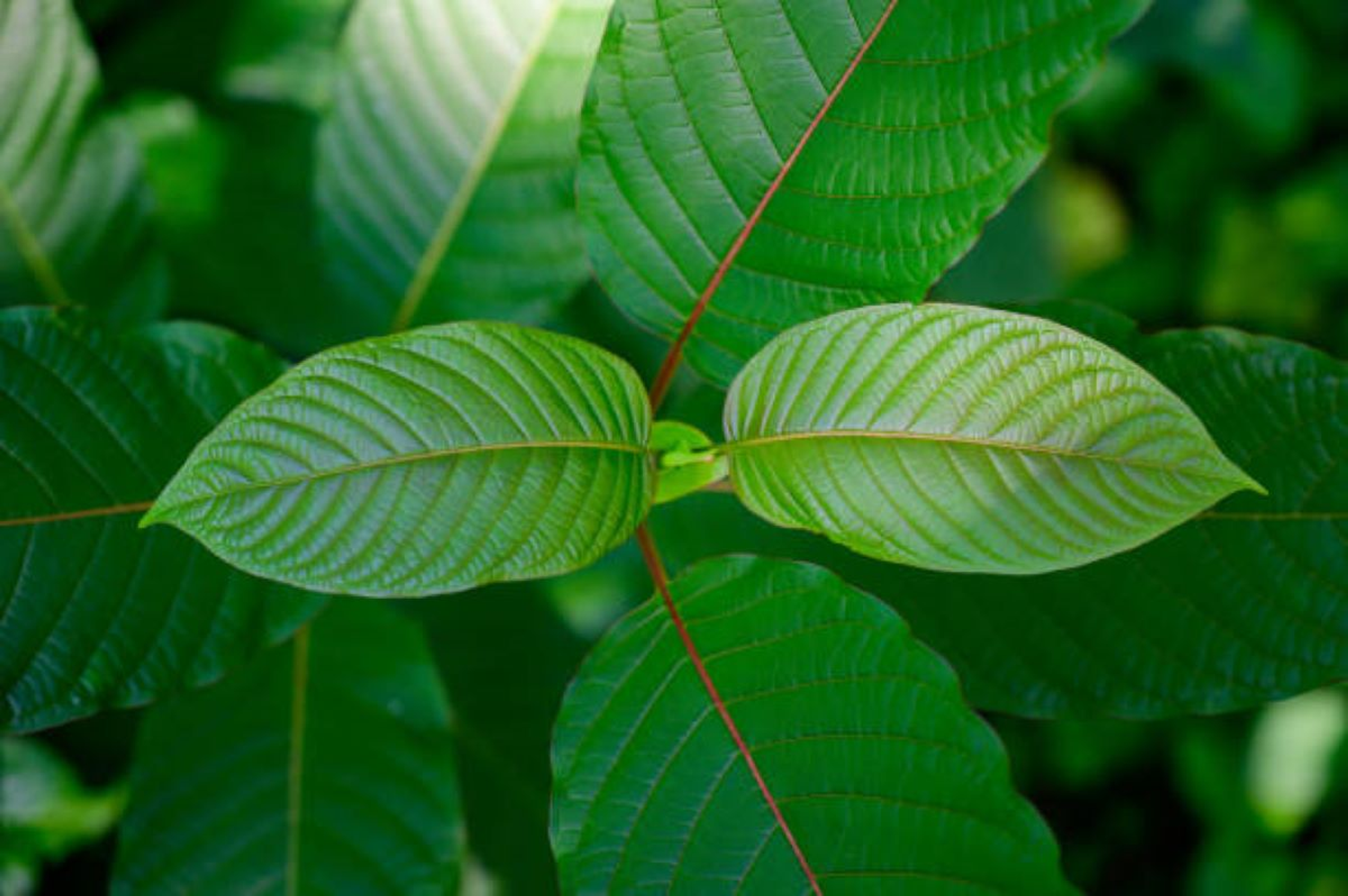 Liquid Kratom Benefits & Dosage Kratom 