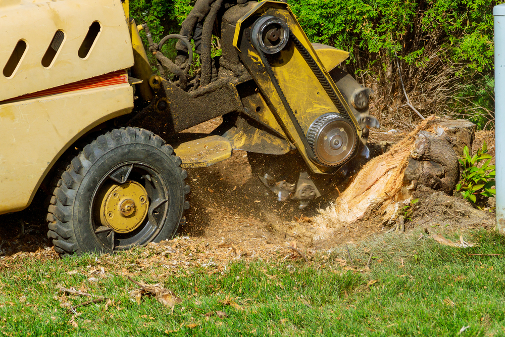 Stump Grinding and Cultivation Services in Auckland