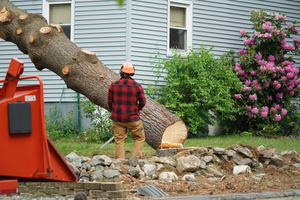 Looking For The Affordable Tree Removal Services in Auckland