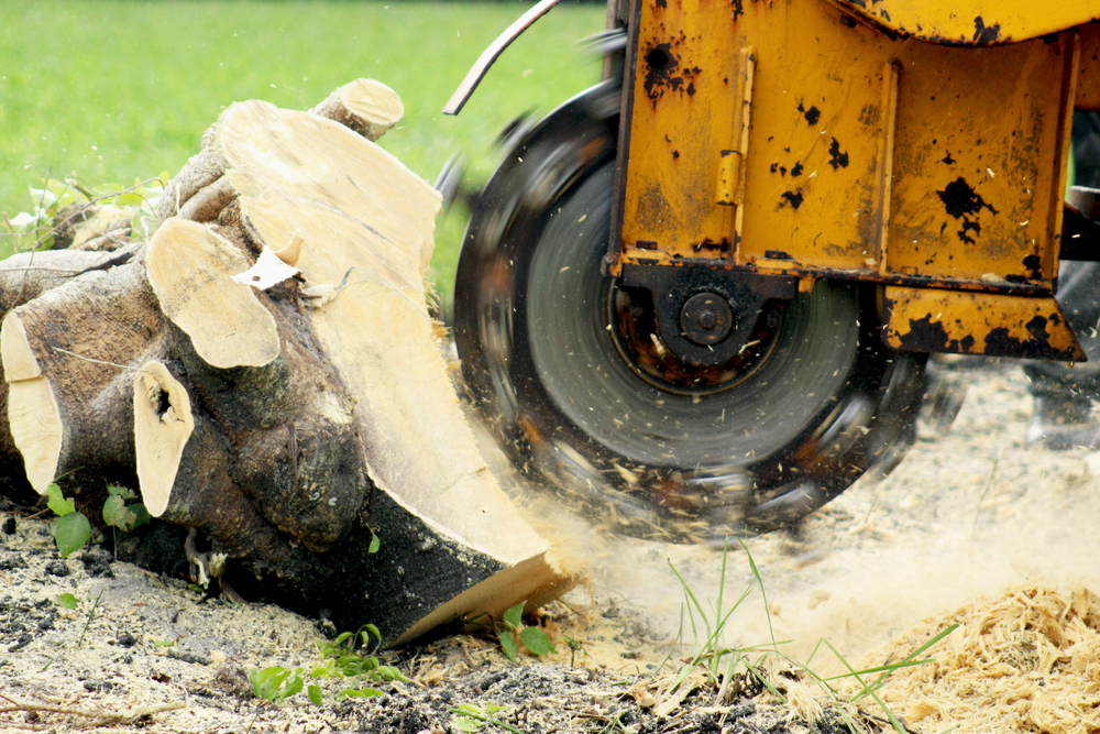 Stump Grinding Services in NZ