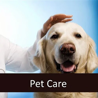 Know more idea about caring for senior pet and caring for senior dog visit us