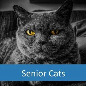 Identify when your senior cat needs your unconditional love