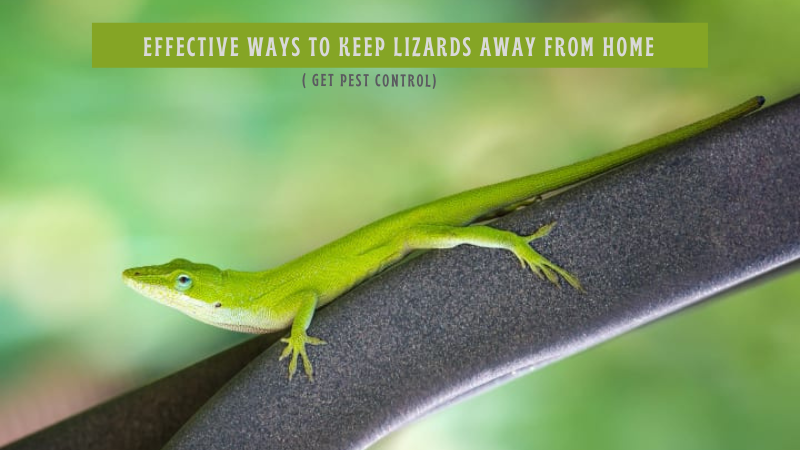 Effective Ways to Keep Lizards Away from Home